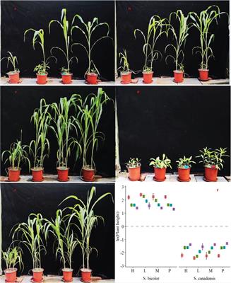 Evaluating Sorghum bicolor resistance to Solidago canadensis invasion under different nitrogen scenarios